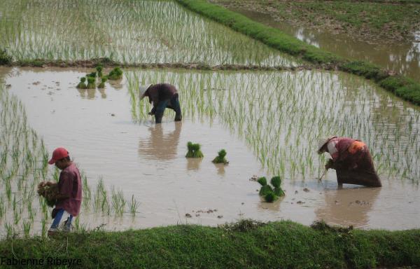 Repiquage du riz au Laos. © F. Ribeyre, Cirad
